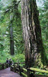 Vancouver Island  Cathedral Grove