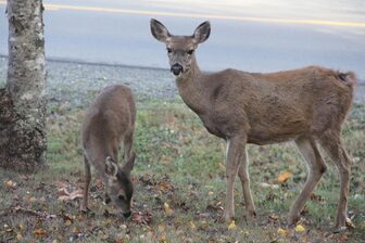 Vancouver Island Analarai Deer