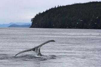 Vancouver Island  Analarai Whale Tail Ocean